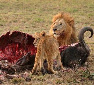 Lion and cub feasting on a cape buffalo